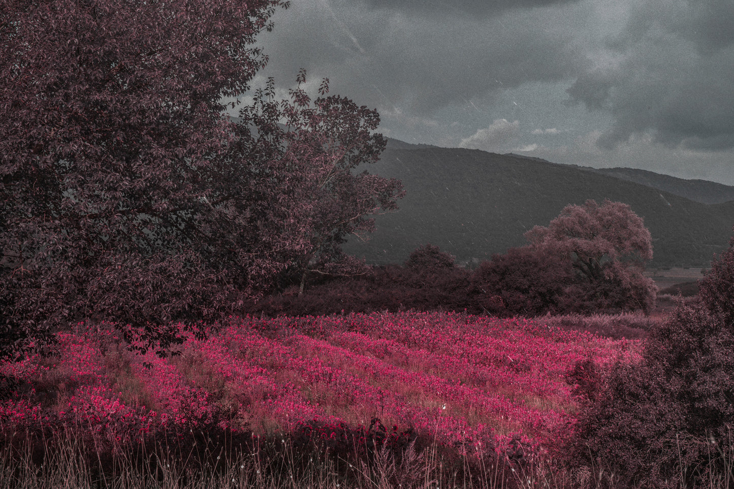 Pink Landscape